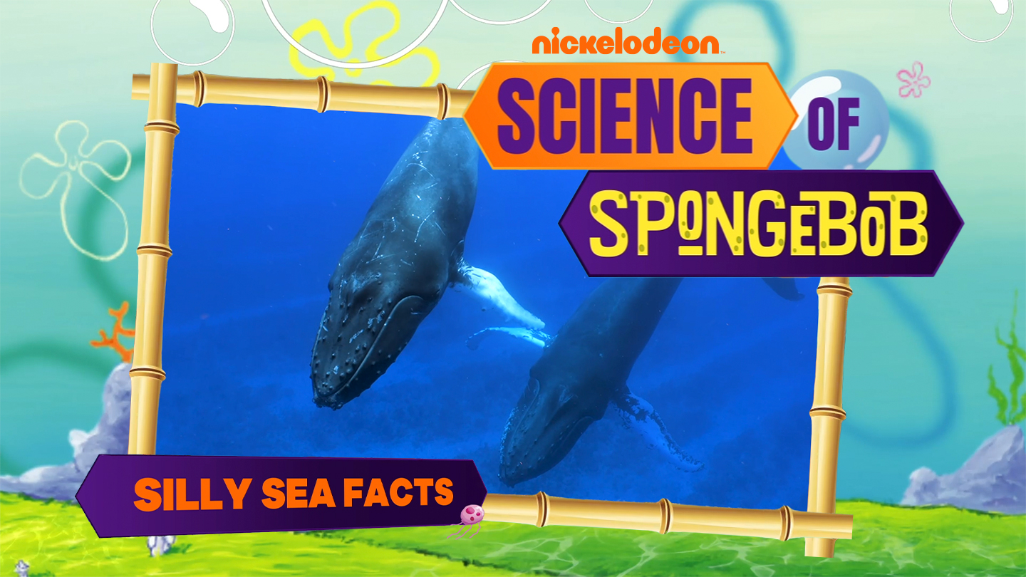 Nickelodeon Science of SpongeBob Silly Sea Facts Thumbnail