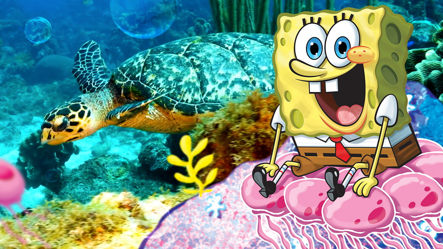 Nickelodeon Science of Spongebob Environment Ecosystem Thumbnail