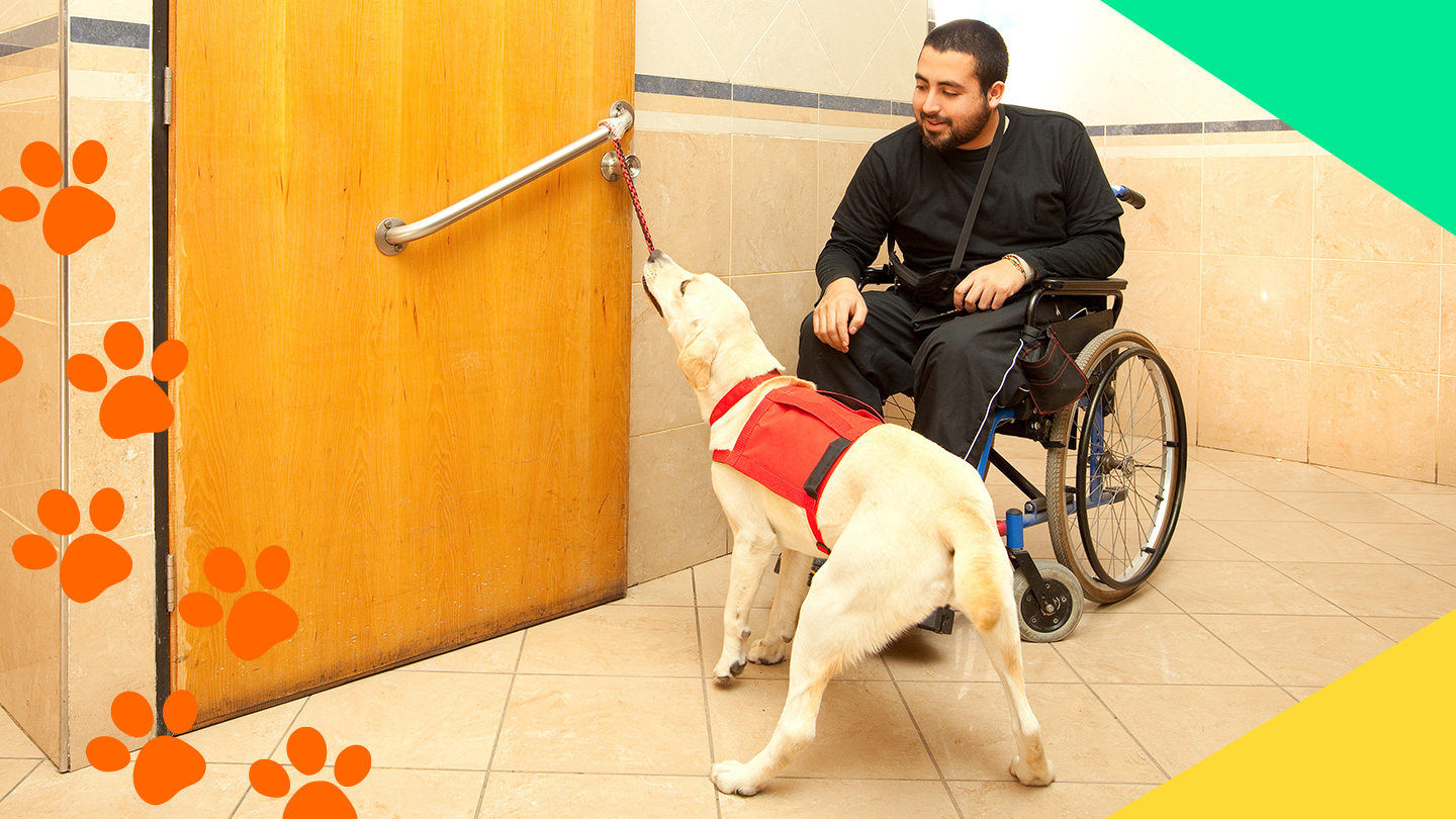 A service dog opens the door for a person in a wheelchair.