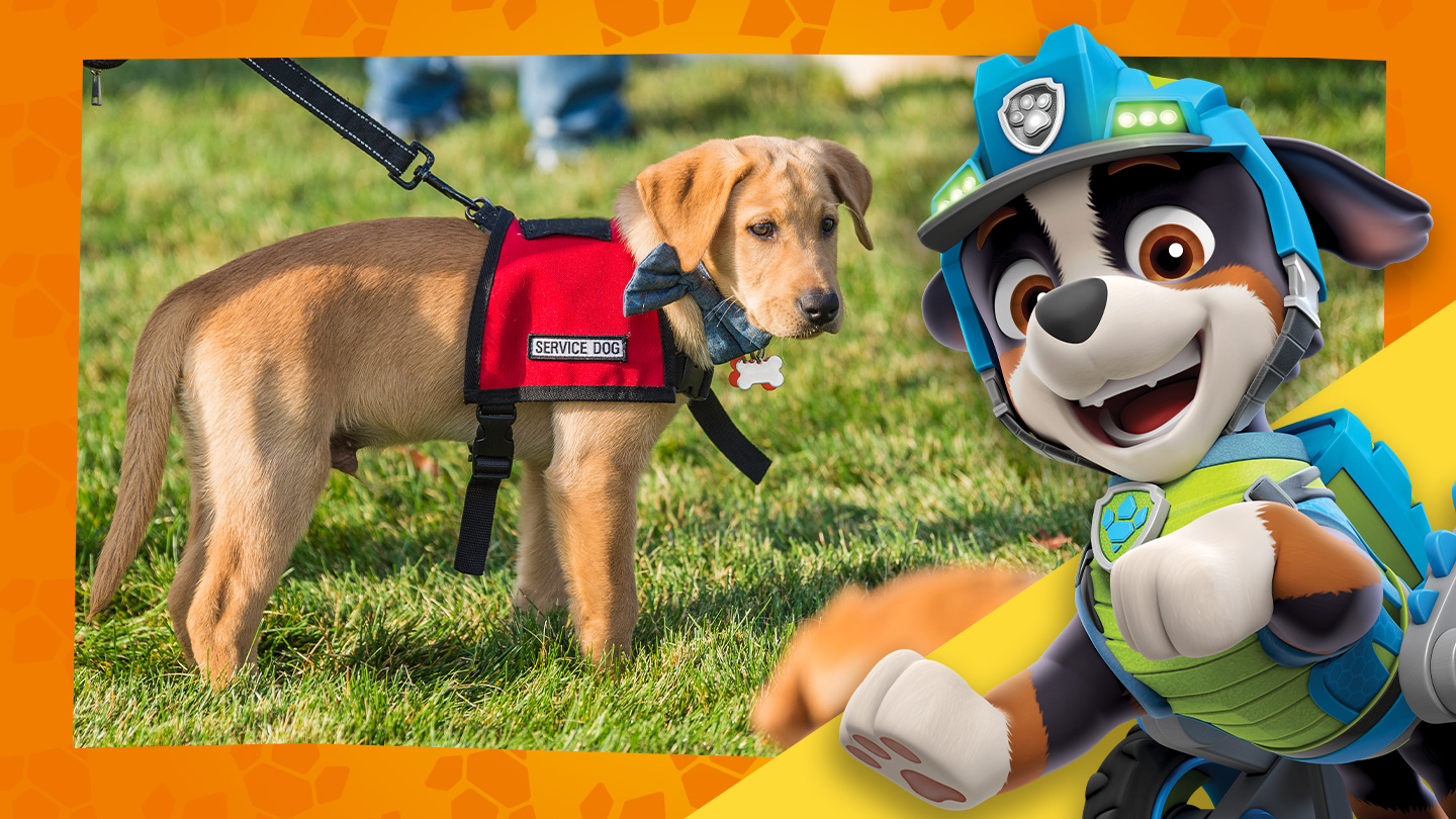 A young service pup in training, alongside Rex from PAW Patrol