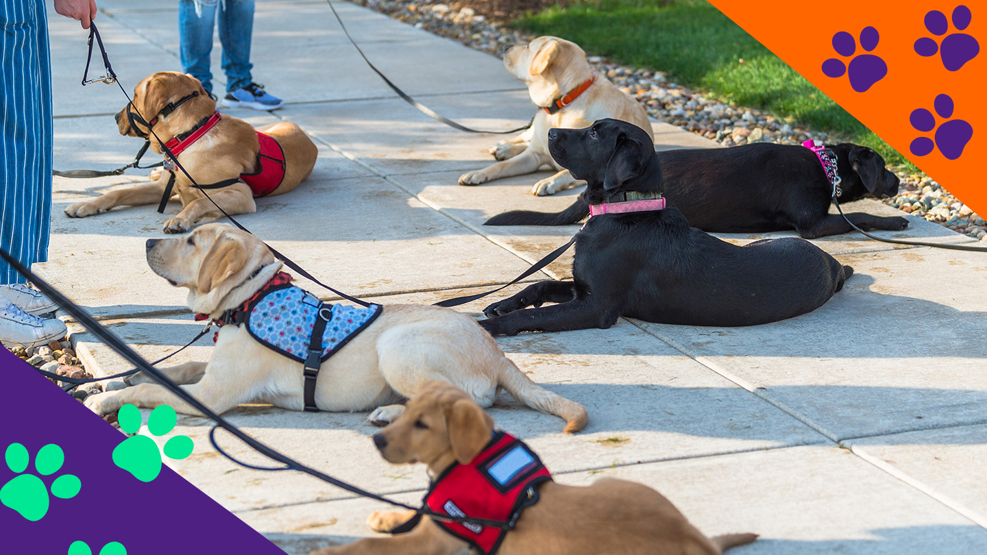 Several service dogs laying down and awaiting instructions.