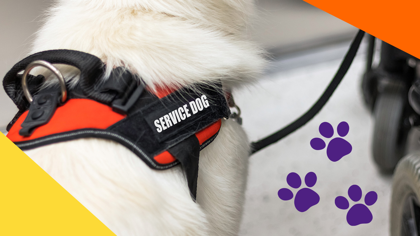 Close up of a service dog's vest.