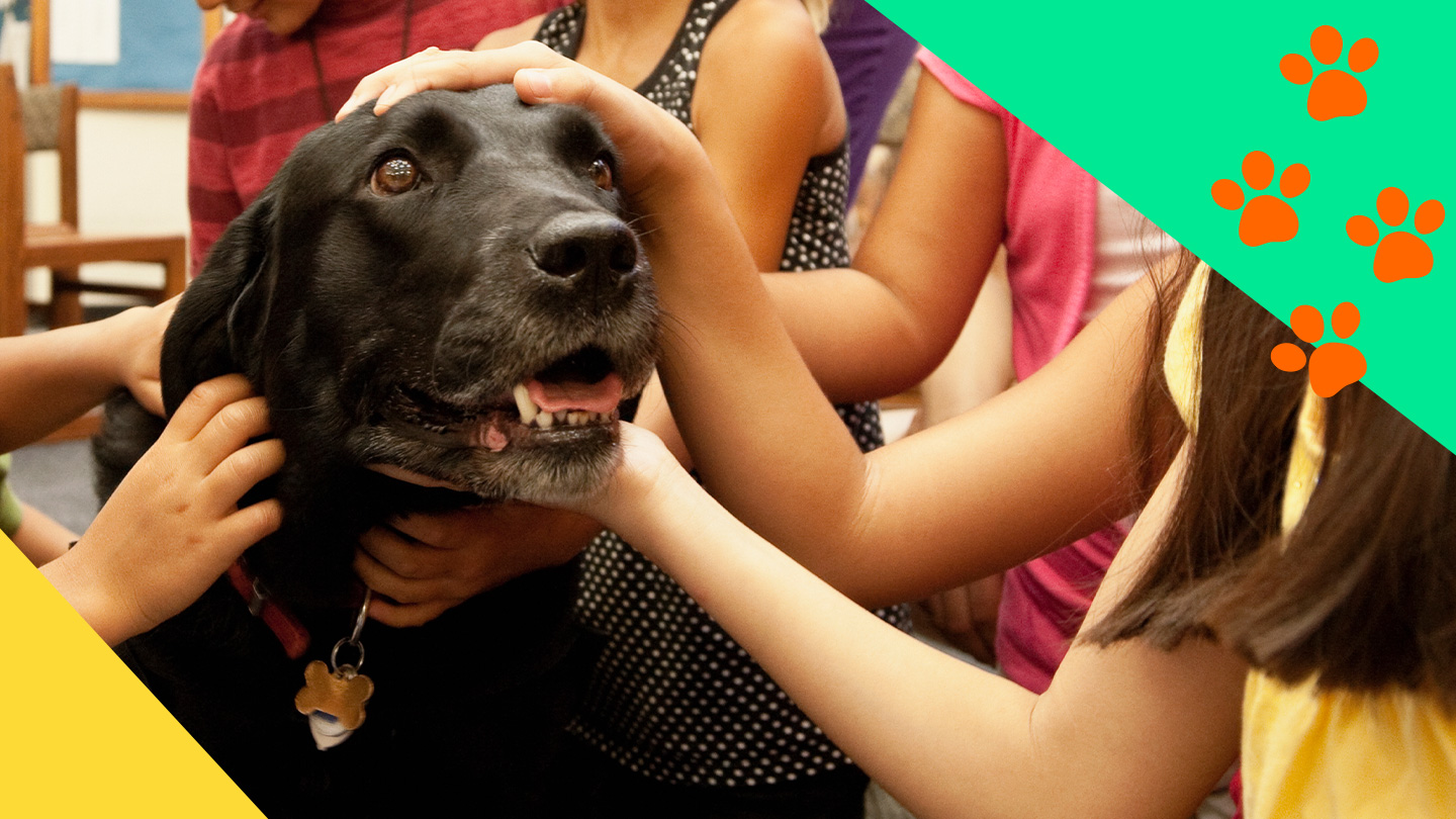 A black labrador retriever is petted by schoolchildren.