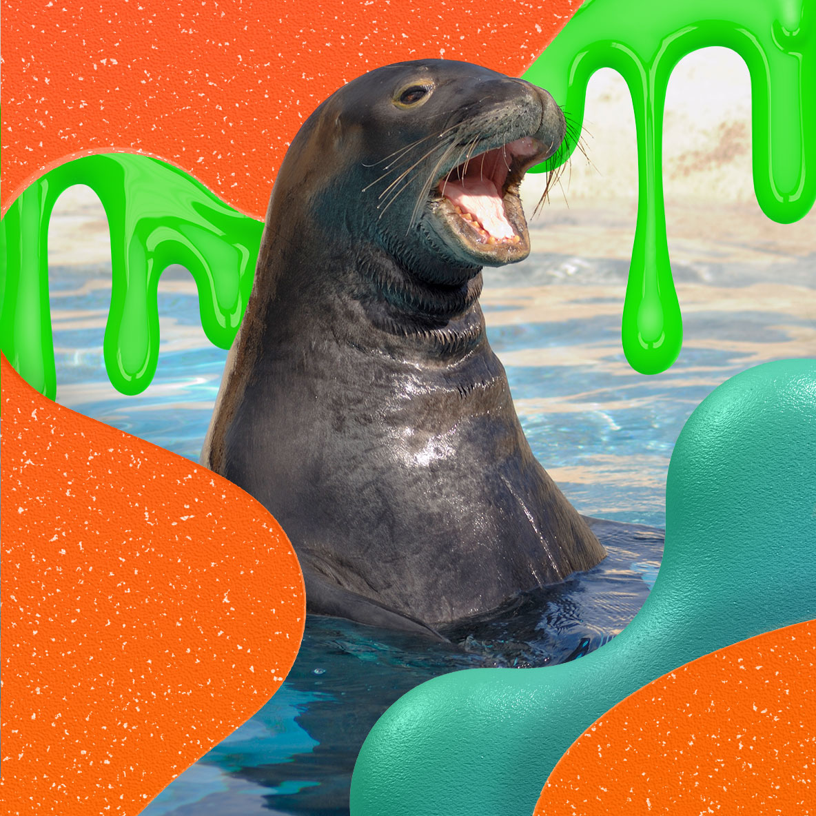 A Hawaiian Monk Seal emerges from the water. Nickelodeon Slime background.